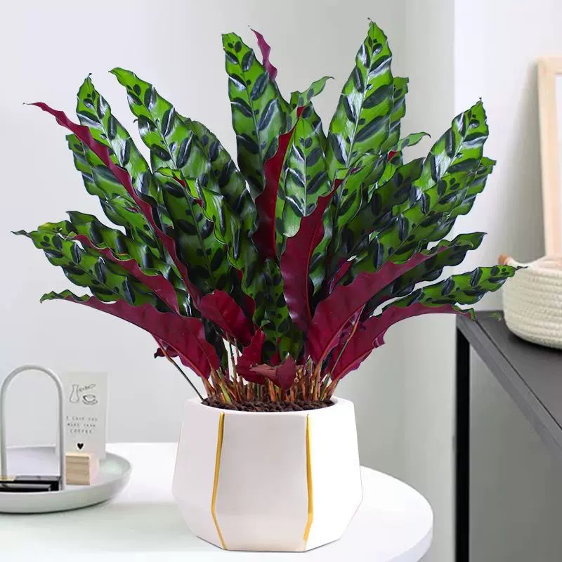 Кошачий глаз, леопардовый принт, каламант, привлекающее удачу горшечное растение, домашняя гостиная, офис, рабочий стол, листва, зеленое растение, красочные листья, очищают воздух