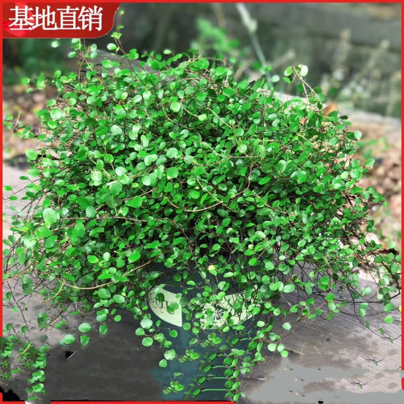 Chiba Chlorophytum Potted Foliage Plant Bread Baking Pastry Decoration Cake Decoration Hanging Green Plant Evergreen All Year Round