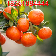柑橘苗树山下红蜜糖桔小桔子苗盆栽世纪红橘子树苗南北方种植果树