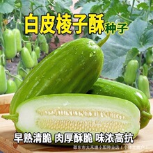 ��Ƥ���������Ӱ����ϳ���˹����ѽ��ڵ�����Ʒ������ӿ�ʳ��