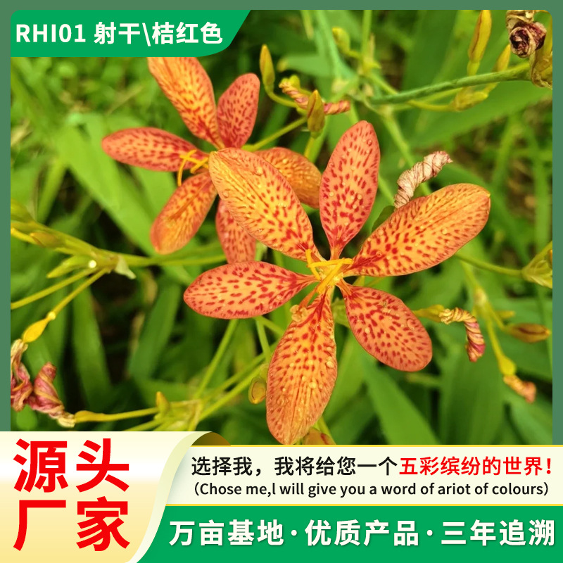 厂家批发 新采射干种子 中草药种子 花卉种子 药材种子 花草种子