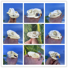 真实头骨标本骨骼动物头骨标本收藏品 猫 狗 狐狸 海狸鼠 麝香鼠