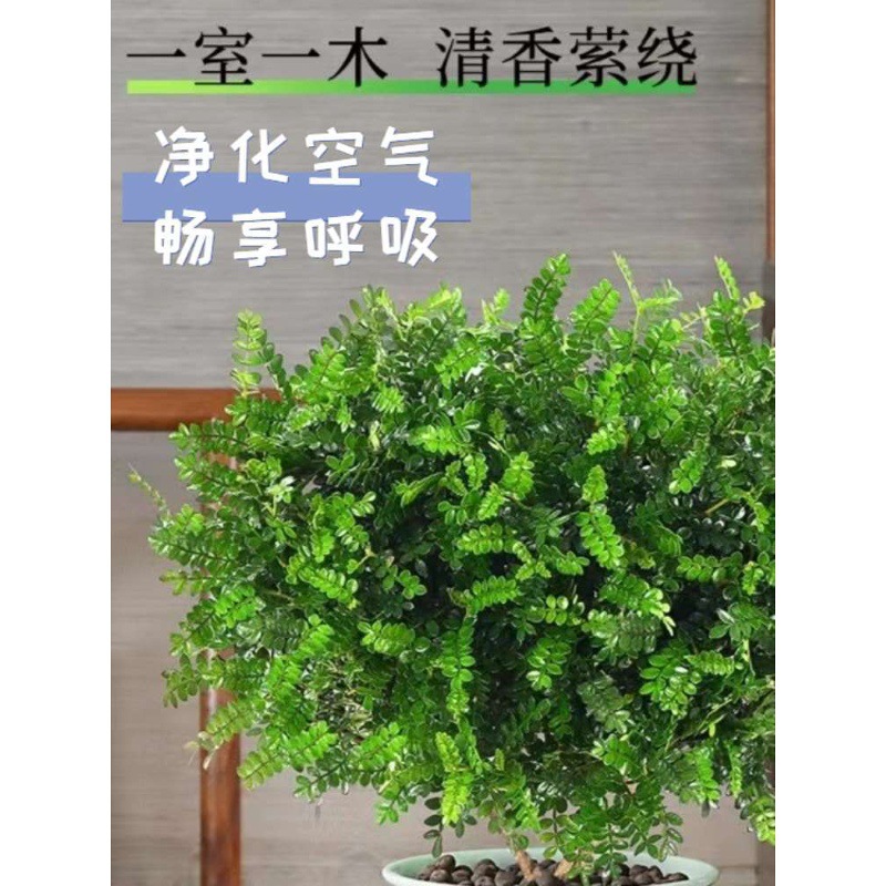 正宗清香木盆栽驱蚊草室内花卉绿植吸甲醛净化空气植物提神胡椒木