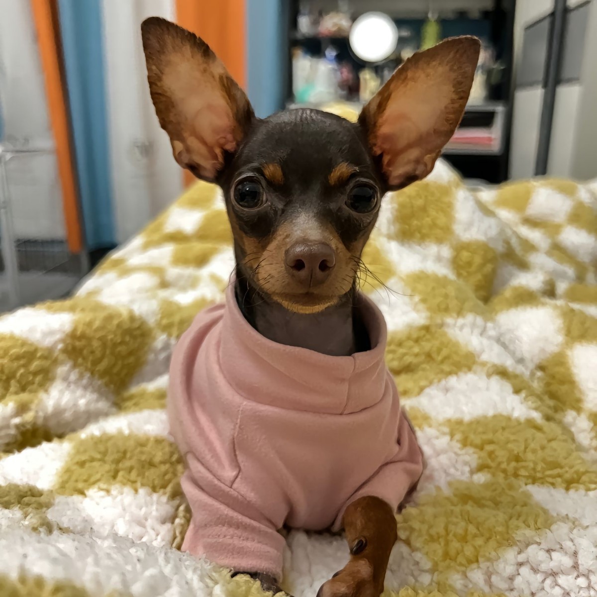 出售纯种小鹿犬幼犬活物宠物小型犬家养小鹿犬活体犬小鹿犬幼崽狗