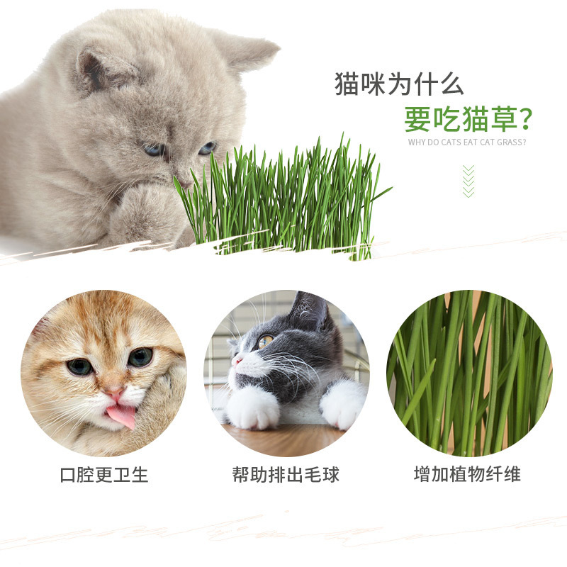 semilla de trigo de hierba de gato hidroponía plantación de maceta de hierba de gato pereza gato pequeño gato snack maceta de trigo