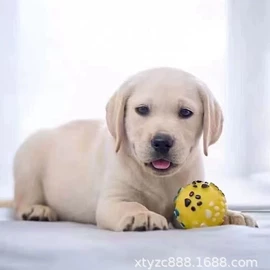 狗;其他农业