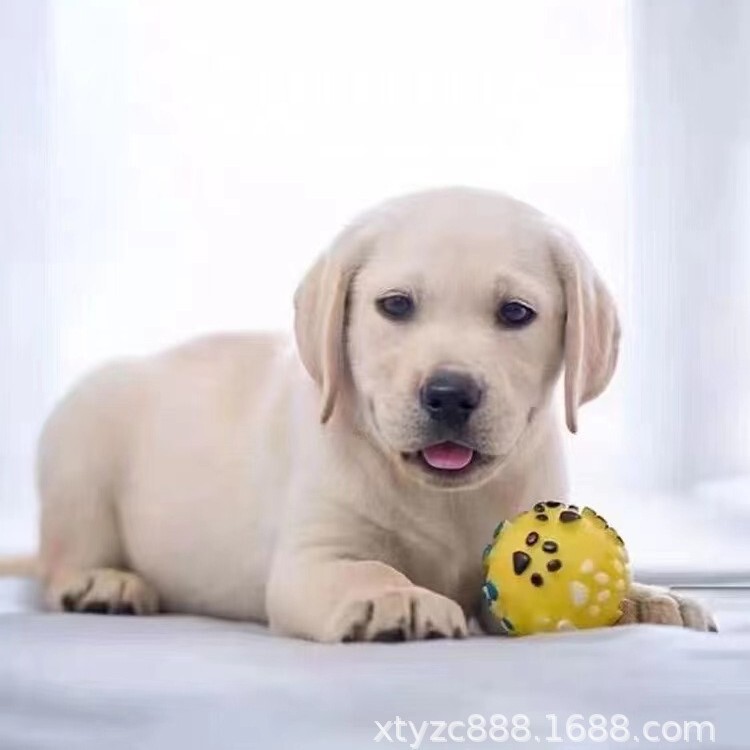 Purebred Labrador Puppy Milk White Black Labrador Guide Dog Divine Dog Xiaoqi Living Pet Dog