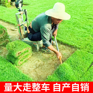Real Turf, All-Season Green with Soil, No-Cut Taiwan Grass, Manila Putting Green, Villa Courtyard Engineering Greening Lawn