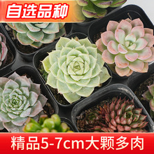 【自选品种】多肉植物单品大颗多肉现货盆栽绿植家居多肉植物批发