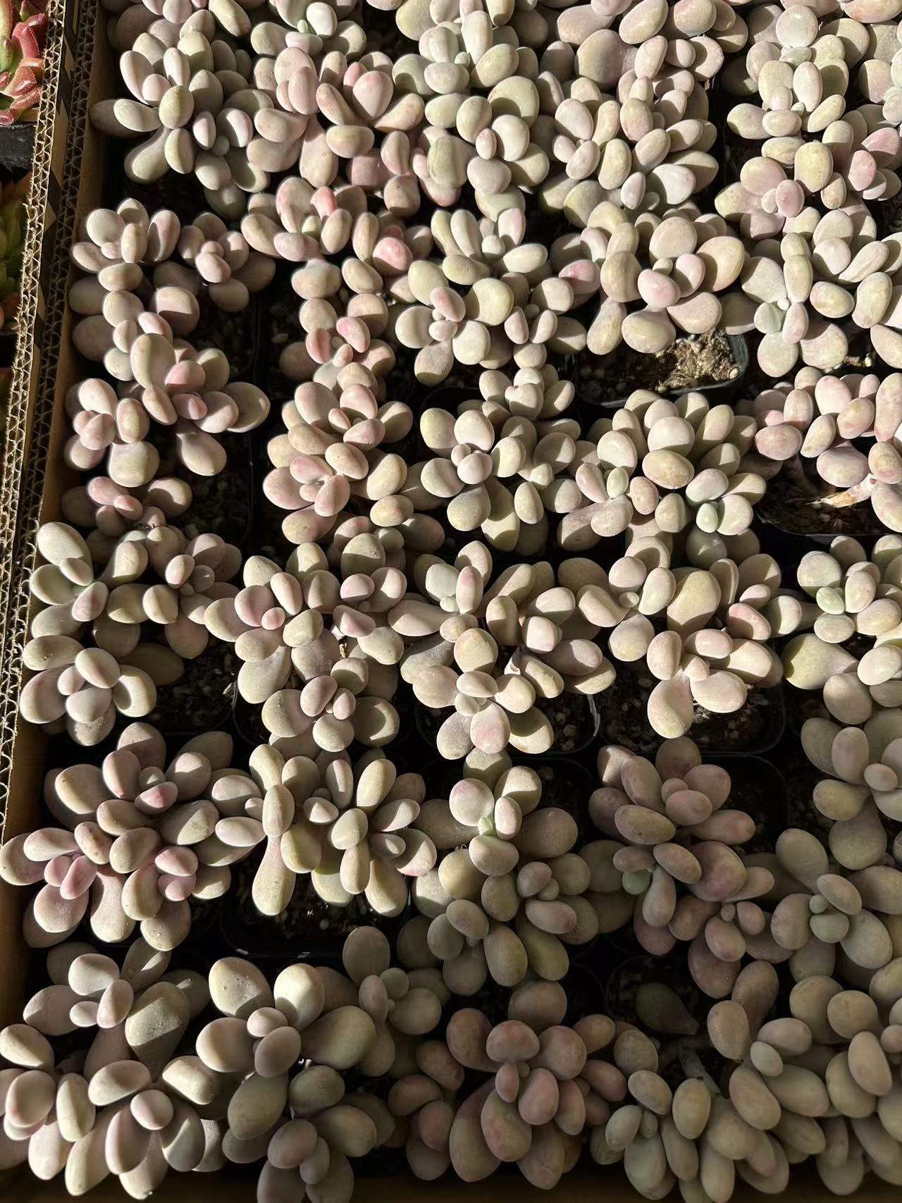 微信图片_20241214225147