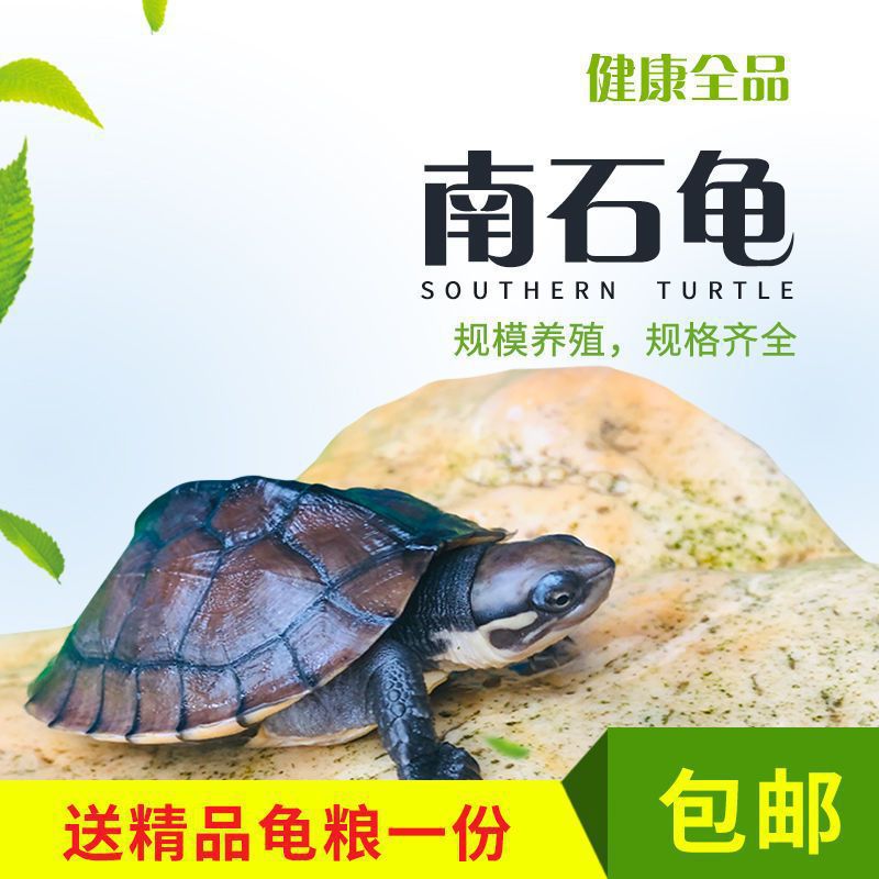 小乌龟活物批发乌龟石金线龟南石幼龟大龟南石龟苗金钱龟宠物批发
