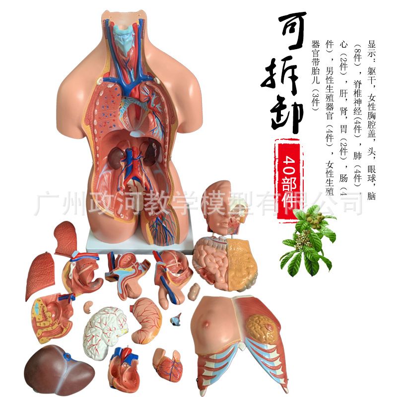 85CM Bisexual Trunk Model Detachable Divided 40 piece human body Body organ structure Organization anatomy Model