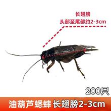 ��������а���������x��ʳ���x �F؛Ҏ���Rȫ���]��������