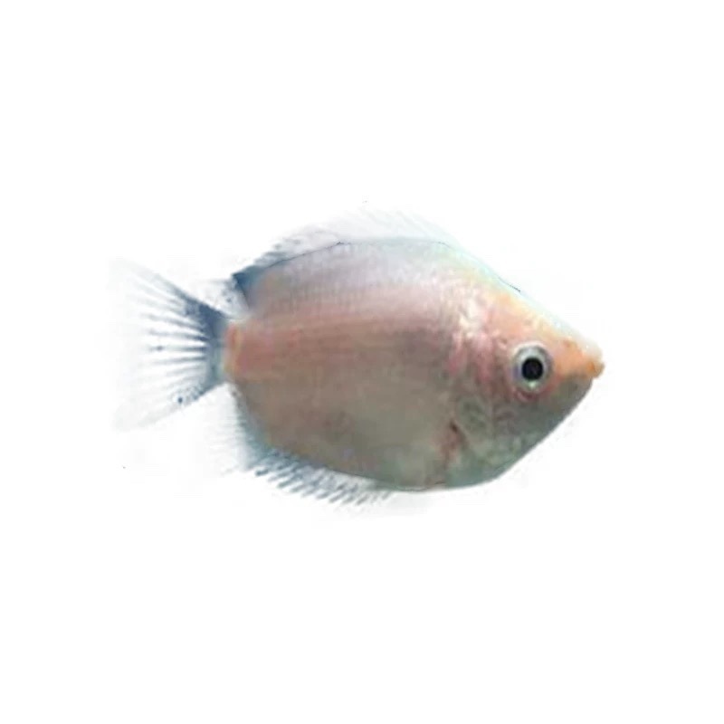 亲嘴鱼接吻鱼宠物鱼热带鱼观赏鱼萌萌哒鱼缸水族箱观赏鱼其他|undefined