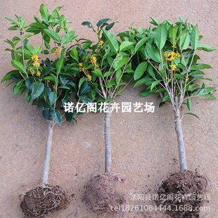Wholesale High-Quality Osmanthus Saplings Grafted Seedlings Cinnabar Osmanthus Potted Plants Indoor Florals Four-Season Osmanthus Saplings