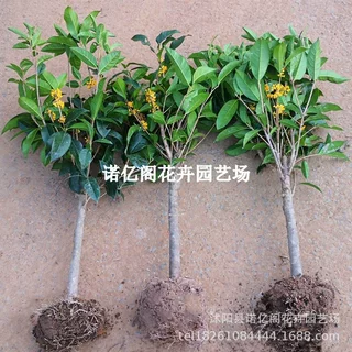 批发优质桂花树苗嫁接苗 朱砂桂桂花盆栽植物室内花卉四季桂树苗