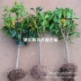 盆栽植物花卉桂花嫁接苗