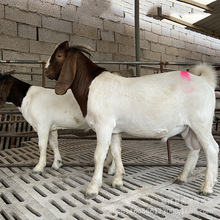 江西波爾山羊養殖場 黑山羊 白山羊大量有貨肉羊多少錢一斤