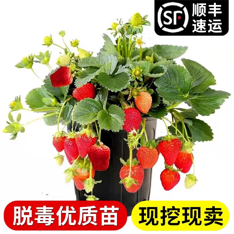 Сливочная клубника рассада в горшке четыре сезона