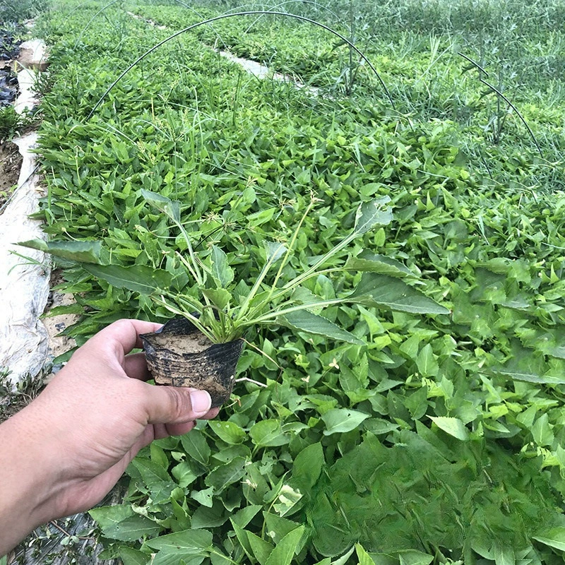 База оптом фиолетовый цветок зеленый чай маленькая чашка саженцы почтопокровные растения озеленение дороги озеленение инженерные саженцы