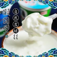 内蒙古老酸奶兴安盟特产1千克桶装传统手工早餐原味风味酸牛奶
