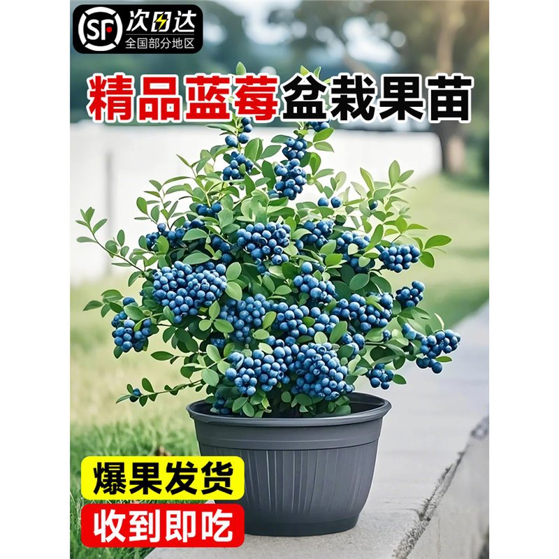 蓝莓树果苗蓝莓苗盆栽地栽果树苗带大果南北方种植苗F6L25绿宝石