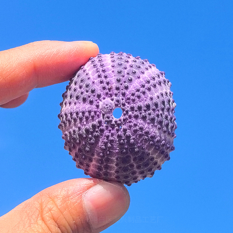 1 long red sea urchin shell (6-7cm)
