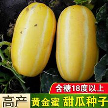 黄金蜜甜瓜种子黄皮薄甜蜜香瓜蜜瓜种籽黄金道早熟高产春季瓜果子