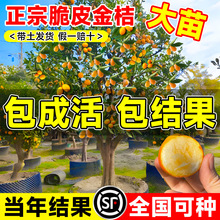 ���ڏV����Ƥ��ۘ���玧���l����Y�����Ә��ϱ�������ͥԺ����