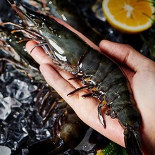 国产黑金刚黑虎虾活冻超大老虎虾鲜活速冻-196℃液氮锁鲜商用必备