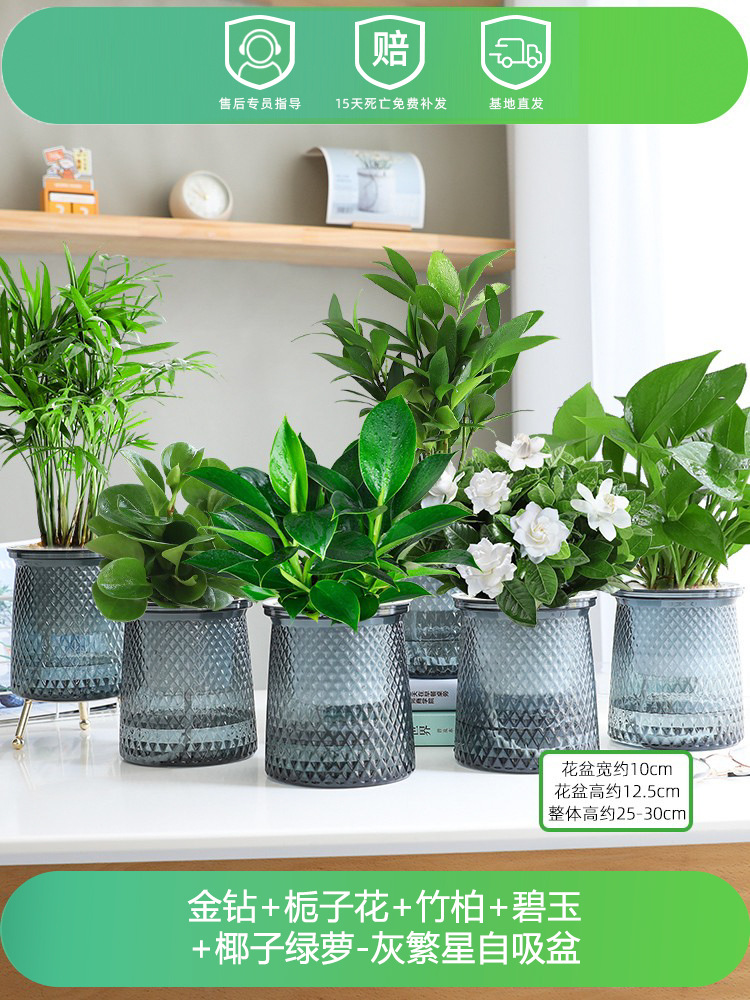 골드 다이아몬드 + 치자나무 + 대나무와 편백나무 + 재스퍼 + 코코넛 + 포토스 (별화분 6개)