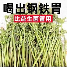 猴头菇丁香沙棘茶养胃茶暖胃脾胃口气调理女士男士健脾消食养生茶