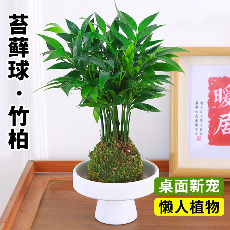 苔藓球竹柏盆栽驱蚊竹室内客厅耐阴水养绿植四季好养耐阴装饰摆件