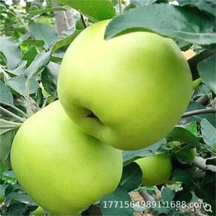 �r���F����ѩ�O�����ϵ�l�_������̖�O����ˮ�����O�����Ʒ�N
