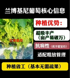 树苗;盆栽