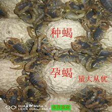 全蝎活蝎子煲汤入药油炸泡酒药蝎子活体用活蝎子孕蝎蝎苗全虫蜈蚣