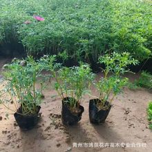 ��˹�ջ��N��ɣ���N���ļ��_�����ш@�־G���r��