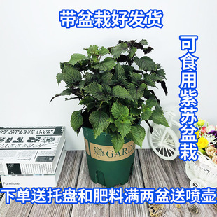 紫蘇苗圖片 海量高清紫蘇苗圖片大全 阿里巴巴