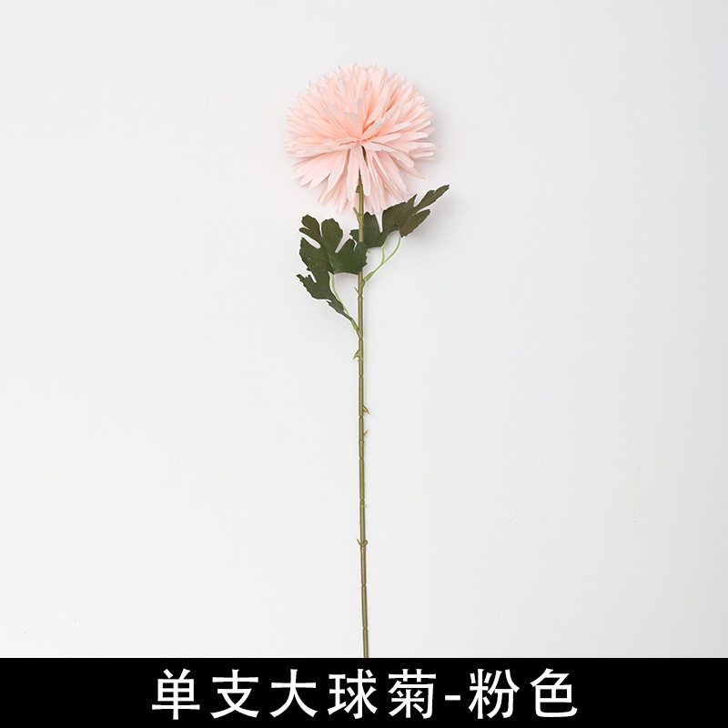 Single spiny chrysanthemum