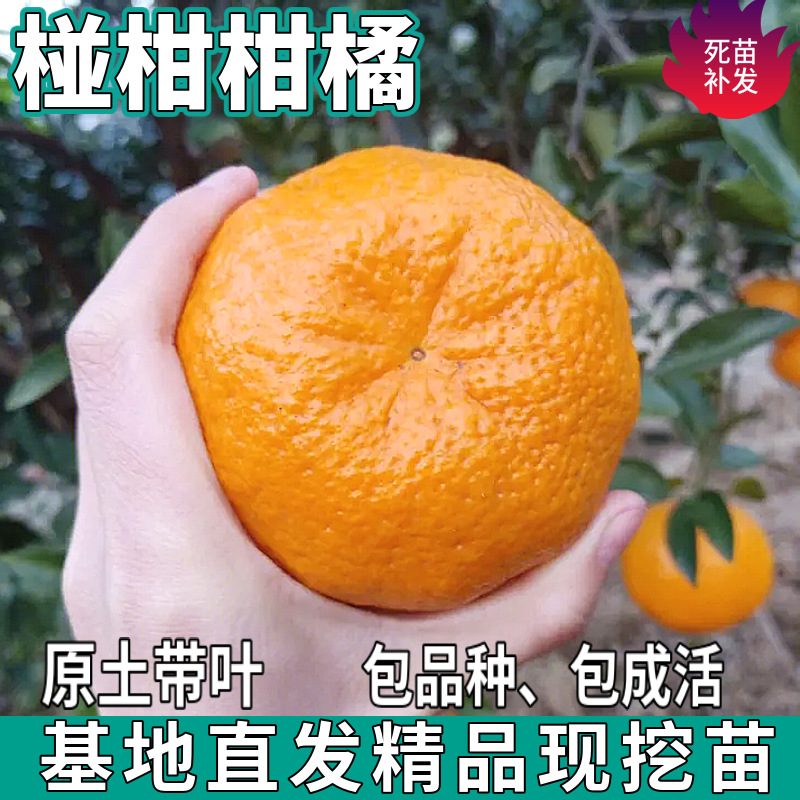 椪柑柑橘树苗南北方地栽嫁接甜桔子盆栽种植耐寒橘子苗树
