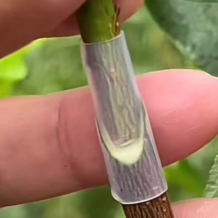 Привитая втулка фруктовых деревьев цветы маракуйя роза