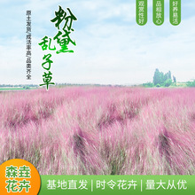 粉黛乱子草盆栽多年生  毛芒乱子草草苗 公园绿化草花花海绿化