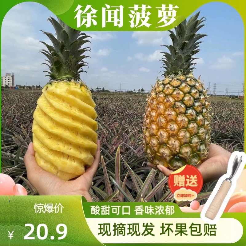 广东徐闻菠萝原产地直发收到即食菠萝酸甜多汁5斤9斤包邮基地直供