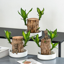 巴西木水培植物桌面綠植盆栽水養辦公室室內迷你小盆栽好養