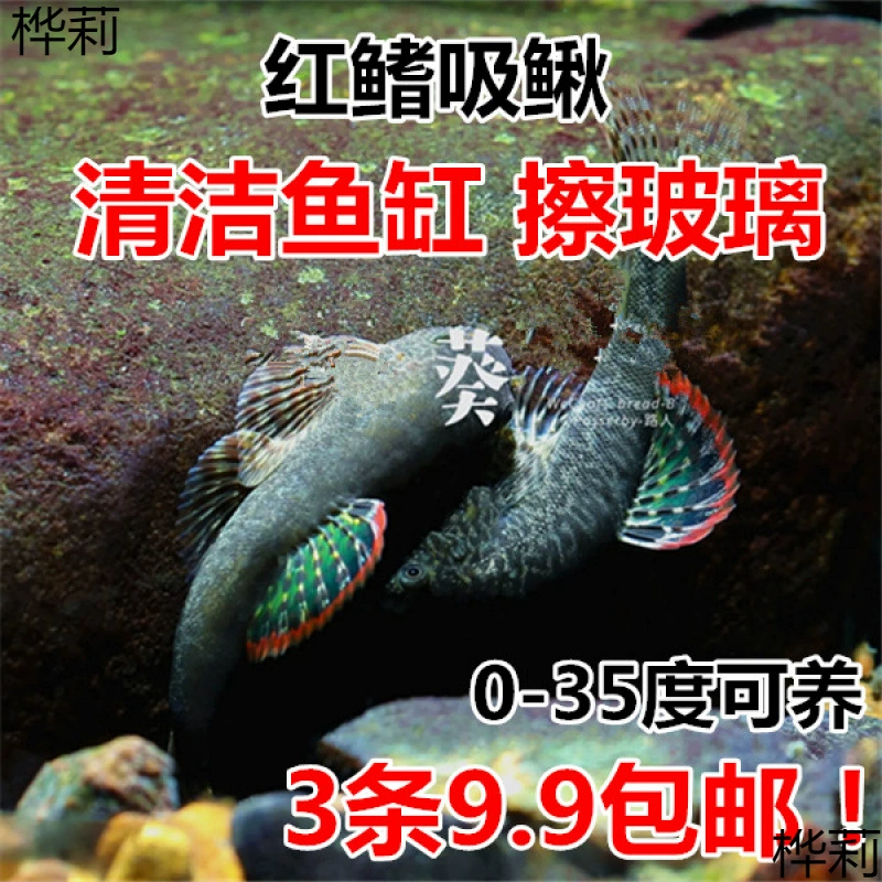 Красный плавник радуга