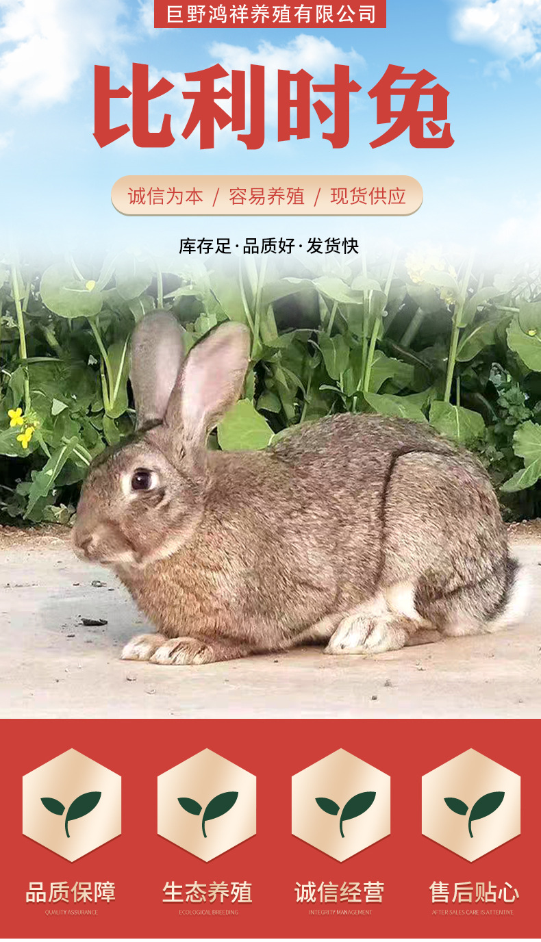 比利时兔详情_01.jpg