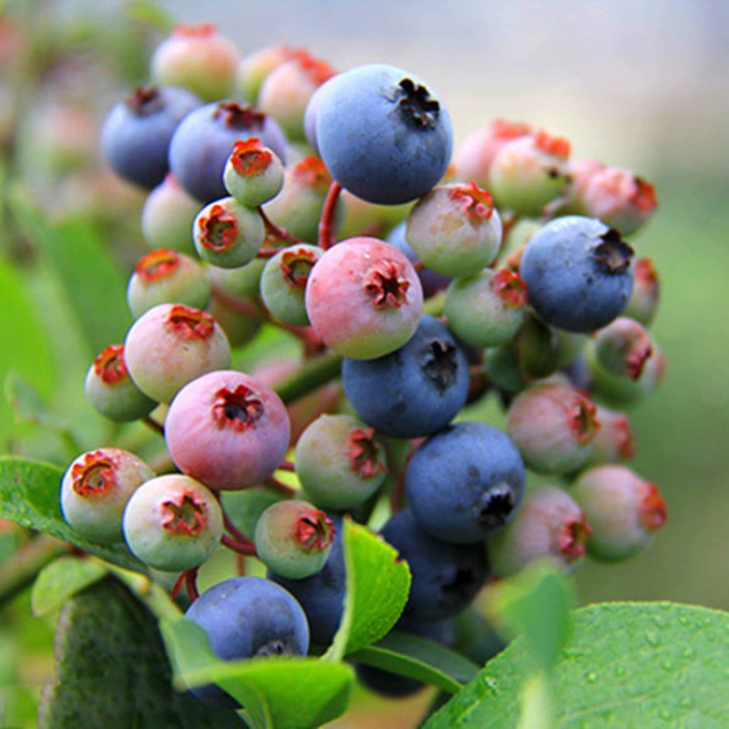 Саженцы черники Южный Север Саженцы плодовых деревьев Рассада кроличьего глаза Рассада черники Итоги года Саженцы черники Черной жемчужины с доставкой в исходный грунт