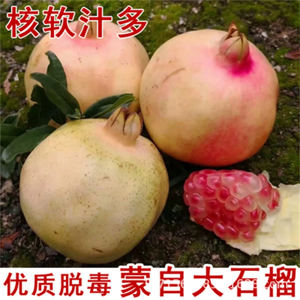 Очень большие саженцы гранатового дерева Тунис мягкие семена граната, посаженные в Южном северном дворе года