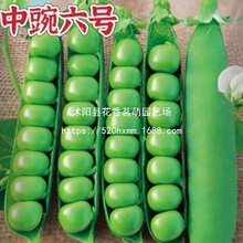 ����㶹�N�ӷN�����붹�N�ඹ�߮aͥԺ�r���ļ��ﶬ����������̖