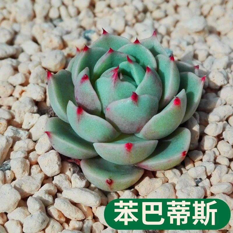 Суккулентное растение benbatisse в горшке зеленое растение цветок Комбинация ладони красивый дом украшение